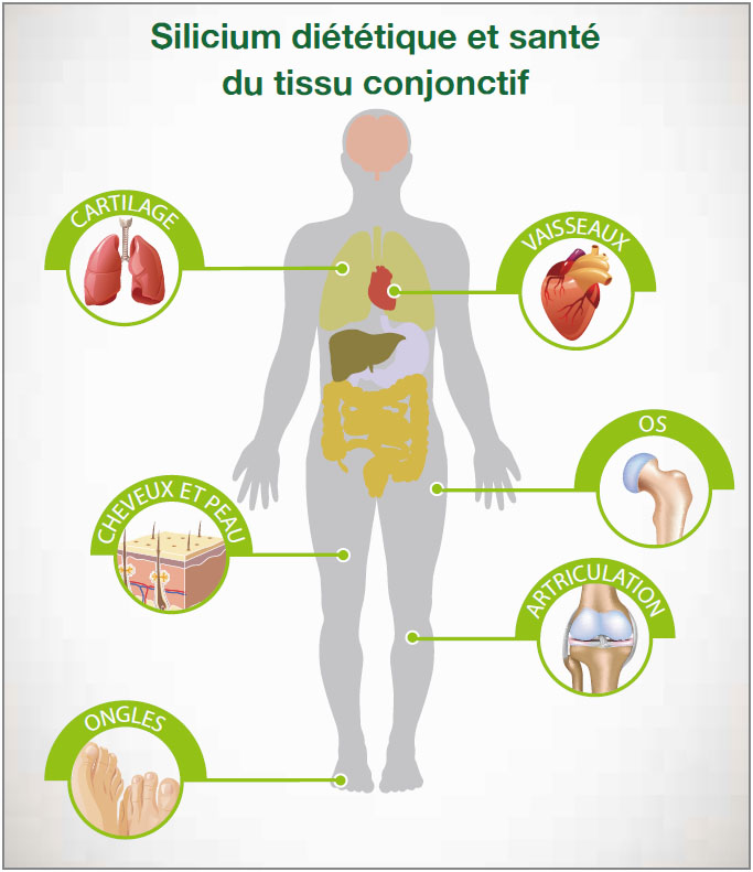 Silicium LLR-G5 et santé des tissus conjonctif.jpg